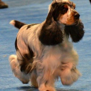 Meet your Posher, Sue